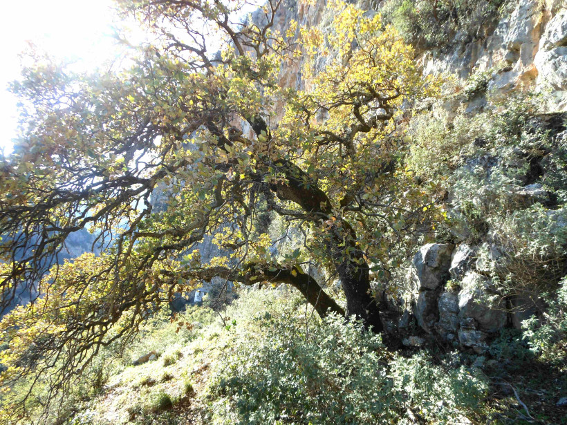Φωτογραφίες δέντρων: Πέτρος Αλοίμονος, Ιωάννης Σούρσος
