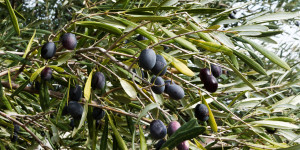 Μετατίθεται η έναρξη δολωματικών ψεκασμών σε Κολλίνες και Αγία Βαρβάρα