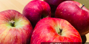 Επαρκείς βροχοπτώσεις αλλιώς... δυσοίωνη η πρόβλεψη για τα μήλα Τρίπολης την επόμενη σεζόν