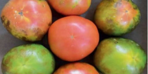 Μολυσμένες καλλιέργειες τομάτας και πιπεριάς στη Δ.Ε. Λεβιδίου