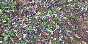 Ξεκίνησε η υποβολή δηλώσεων ζημίας για ελαιοπαραγωγούς στη Βόρεια Κυνουρία