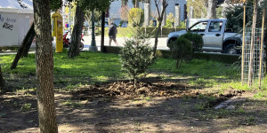 Κώστας Τζιούμης: «Επαναχρησιμοποιούμε τα έλατά μας και δίνουμε ζωή και οξυγόνο στην πόλη μας»