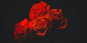 Άγιος Βαλεντίνος με τιμές-φωτιά: Μπουκέτα έως 950€ και τριαντάφυλλα σε… τιμή δείπνου