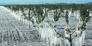 Σοβαρές ζημιές από παγετό σε περιοχές της Αρκαδίας - Άμεση αντίδραση του Συνεταιρισμού "Η Ένωση