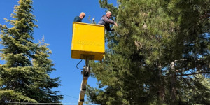 Συνεργεία του δήμου Τρίπολης απομάκρυναν κουκούλια από τα πεύκα στο Δ.Α.Κ.
