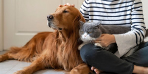 Δ. Μεγαλόπολης: Ενημέρωση για τη διαδικασία αίτησης άδειας αναπαραγωγής δεσποζόμενου ζώου συντροφιάς