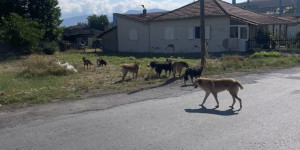 Νέα μαζική εγκατάλειψη σκύλων στο κέντρο της Τρίπολης – Σε εξέλιξη η επιχείρηση περισυλλογής
