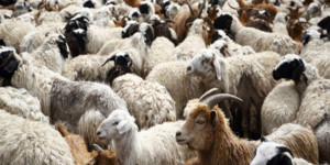 Θέμα στο Πε.Συ. η εξάπλωση της ευλογιάς από τη Λαϊκή Συσπείρωση Πελοποννήσου