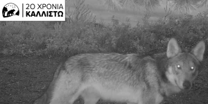 Ο γερμανικός Τύπος για την εμφάνιση λύκων στην Πελοπόννησο μετά από σχεδόν έναν αιώνα!