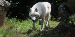 Επιδρομή λύκων στον Σχίνο Λουτρακίου