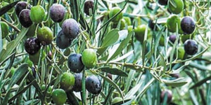 Που θα γίνουν δολωματικοί ψεκασμοί τις επόμενες ημέρες στην Αρκαδία