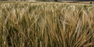 Ανεπηρέαστα από τις βροχοπτώσεις τα σιτηρά στην Αρκαδία