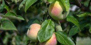 Κώστας Τζιούμης: O Δήμος Τρίπολης στηρίζει έμπρακτα τους παραγωγούς του