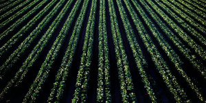 Ζιζανιοκτόνα με ασφάλεια-Τι πρέπει να γνωρίζουν οι παραγωγοί