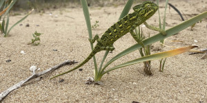 Επιβεβαιώθηκε νέος πληθυσμός αφρικανικού χαμαιλέοντα στην Πελοπόννησο