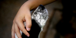 Δήμος Τρίπολης: Αύξηση περιστατικών εγκατάλειψης ζώων συντροφιάς