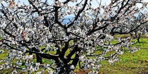 Αίτημα του Δήμου Τρίπολης προς τον ΕΛΓΑ για αποζημίωση παραγωγών