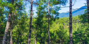 Αρκαδία: Η απόφαση απαγόρευσης κυκλοφορίας σε δάση και περιοχές NATURA στην αντιπυρική περίοδο