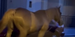 Τρίπολη: Άλογο κάνει βόλτες στο κέντρο της πόλης (vid)