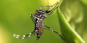 ΕΟΔΥ: 3 νέα κρούσματα λοίμωξης από τον ιό του Δυτικού Νείλου