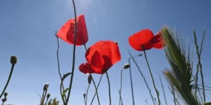 Τρίπολη: ο καιρός σήμερα, 21 Ιουνίου