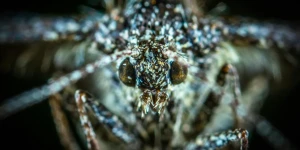 Το πιο φονικό ζώο του κόσμου σκοτώνει 1.000.000 ανθρώπους ετησίως και δεν είναι αυτό που νομίζεις