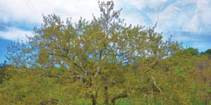 Τελετή σήμανσης του πλατάνου στο Μαρίτσι Βερβένων