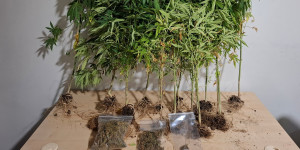 Σύλληψη "καλλιεργητή" κάνναβης σε χωριό του δήμου Ξυλοκάστρου-Ευρωστίνης