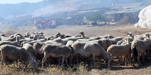 Λεβίδι: Πρόσκληση κτηνοτρόφων για ενημέρωση σχετικά με την ευλογιά των αιγοπροβάτων