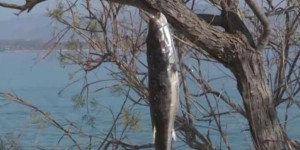 Κρέμασαν λαγοκέφαλους στα δέντρα – Η απελπισμένη κίνηση των ψαράδων στη Σαλαμίνα