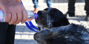 Συνελήφθη ιδιοκτήτης 3 σκύλων που δεν τηρούσε τους κανόνες ευζωίας τους