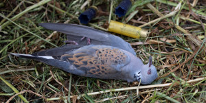 Ρυθμιστική Απόφαση Θήρας 2025-2026: Σταθερά απογοητευτική και επιζήμια η στάση του ΥΠΕΝ