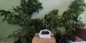 Χασισοφυτεία διατηρούσε 50χρονος στο σπίτι του στην Κορινθία