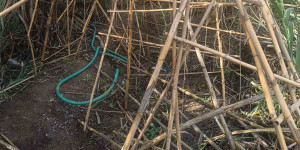 "Ορφανή" φυτεία εντός καλαμιώνα εντοπίστηκε σε χωριό του δήμου Καλαμάτας