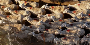 Στη Μεγαλόπολη συνεχίζονται οι ενημερώσεις της Π.Ε. Αρκαδίας για την ευλογιά