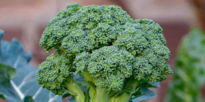 Ο Αγροτικός Κτηνοτροφικός Συνεταιρισμός "Η Ένωση" για την παραγωγή μπρόκολου στην Αρκαδία