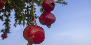 Τα πιο περίεργα έθιμα της Πρωτοχρονιάς ανά τον κόσμο