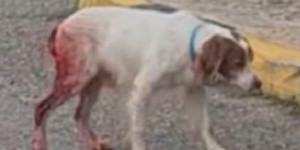 Επικηρύχθηκε ο δράστης σεξουαλικής κακοποίησης σκύλου στην Ηλεία!