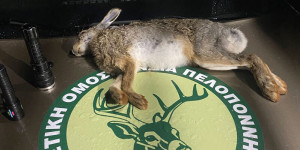 Με τον λαγό στα χέρια εντοπίστηκαν δύο άνδρες στα Καλάβρυτα