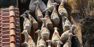 Ευλογιά: Τα 20 μέτρα που προτείνει η επιστημονική επιτροπή