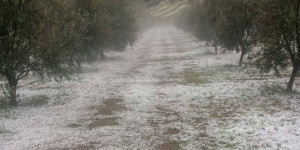 Κλιμάκια του ΕΛΓΑ στις πληγείσες περιοχές μετά από πρωτοβουλία της Περιφέρειας Πελοποννήσου