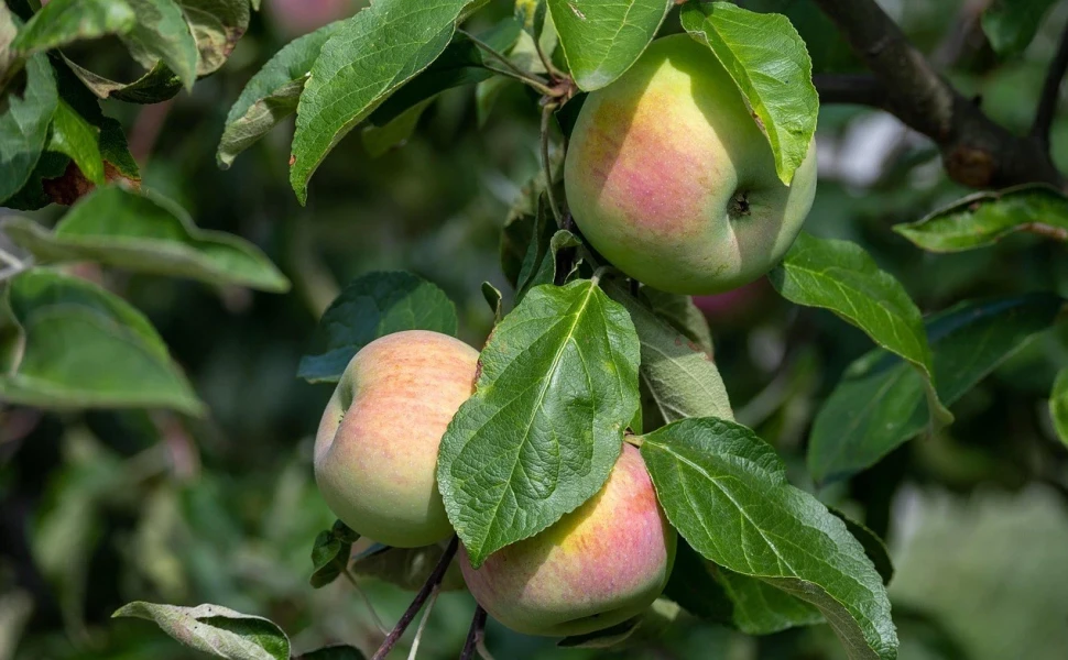Δελτίο Τ΄ύπου