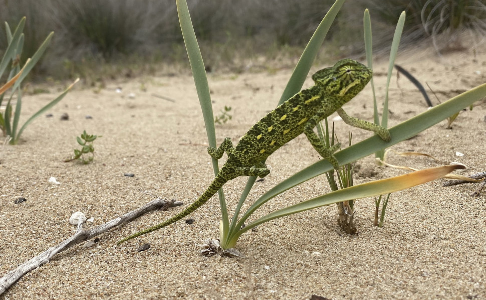 Δελτίο Τύπου/Απόστολος Χριστόπουλος