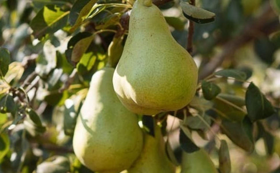 Δελτίο Τύπου