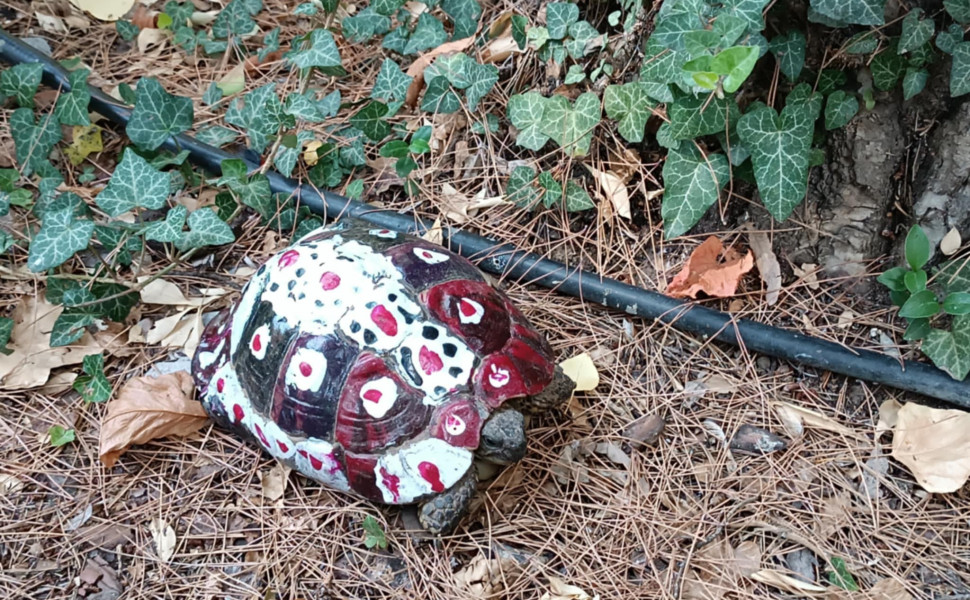 Τα αδεσποτάκια της Τρίπολης