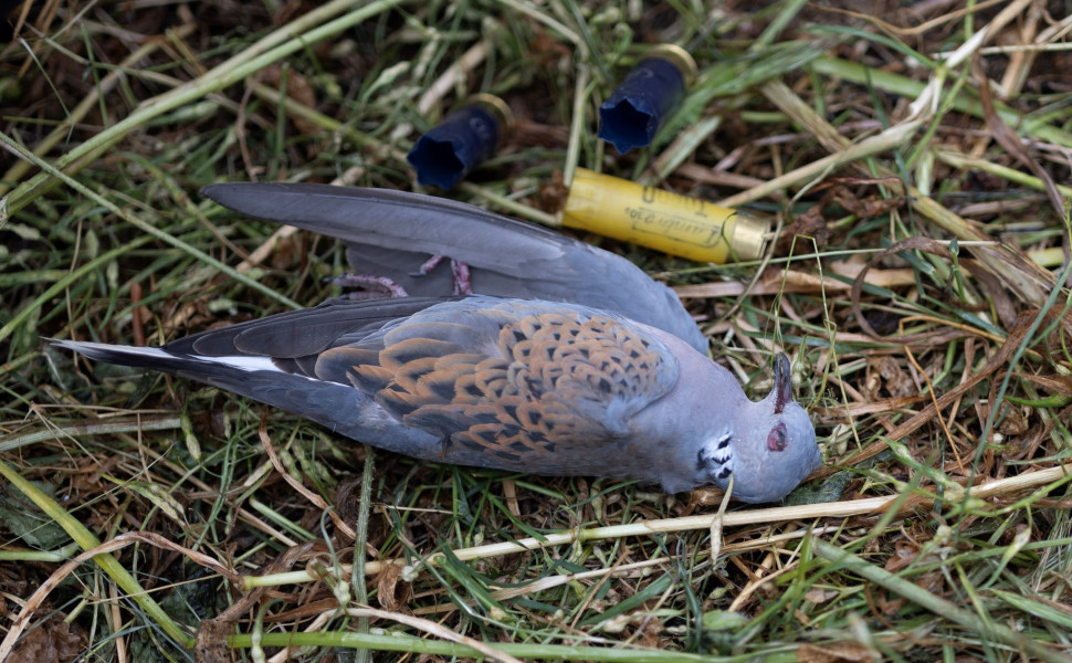 Δελτίο Τύπου